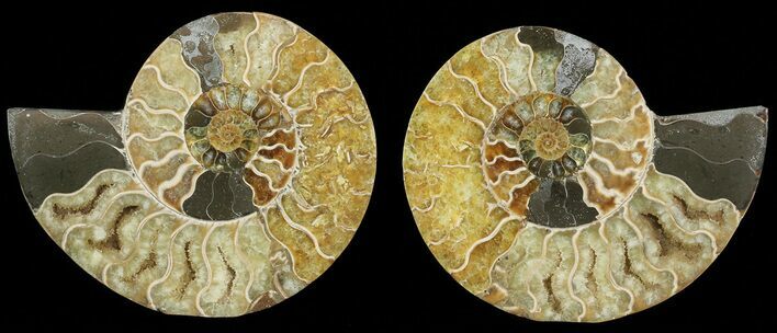 Cut & Polished Ammonite Fossil - Agatized #69024